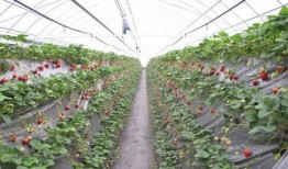 大棚草莓爆料视频播放大全,揭秘草莓生长全过程，海量视频一网打尽